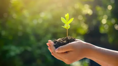 Hände, die eine junge Pflanze halten